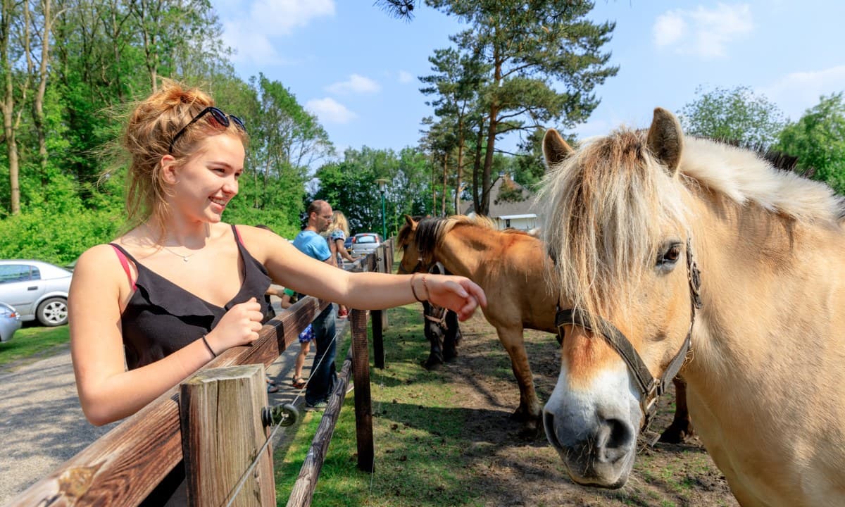 Vakantie op Camping de Reeënwissel in Drenthe
