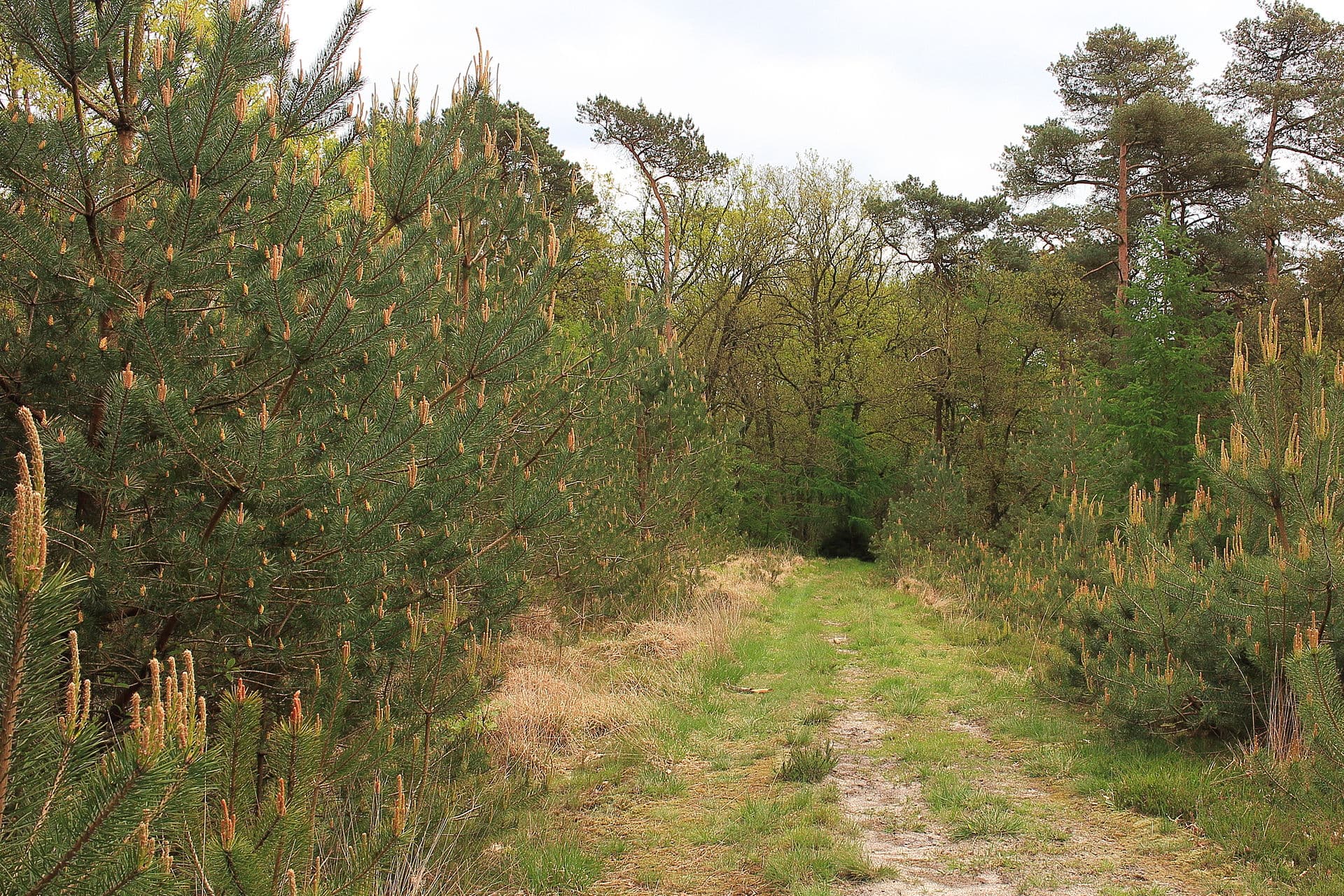 Dwingelderveld heidewandeling