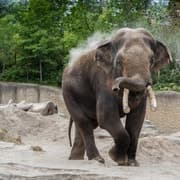 Wildlands Adventure Zoo Emmen: Jungle boottocht & savanne safari