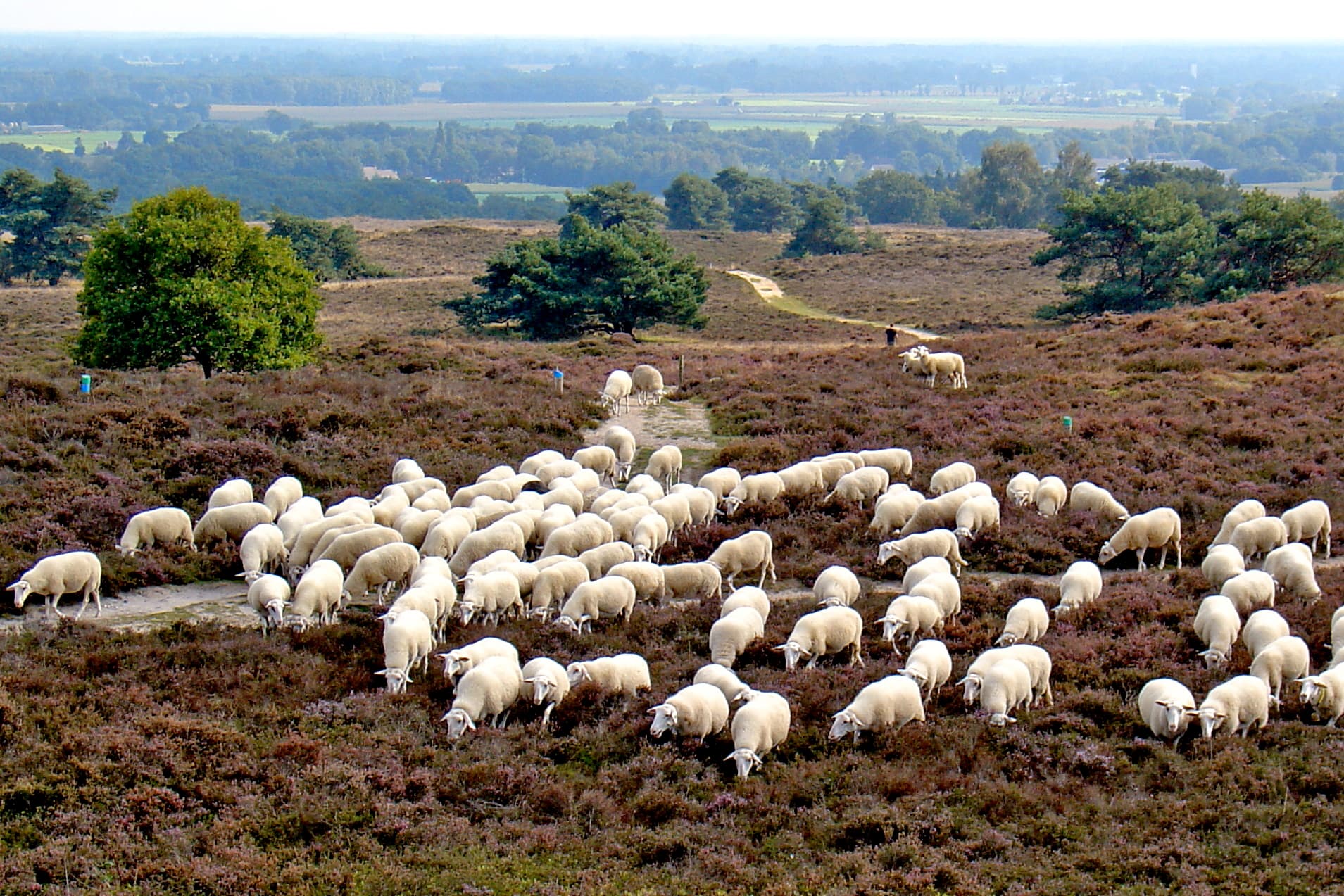 Lemelerberg: prachtige heuvelwand en natuurgebied in Overijssel