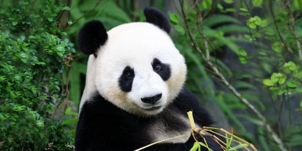Ouwehands Dierenpark Rhenen – ontmoet de reuzenpanda’s van dichtbij